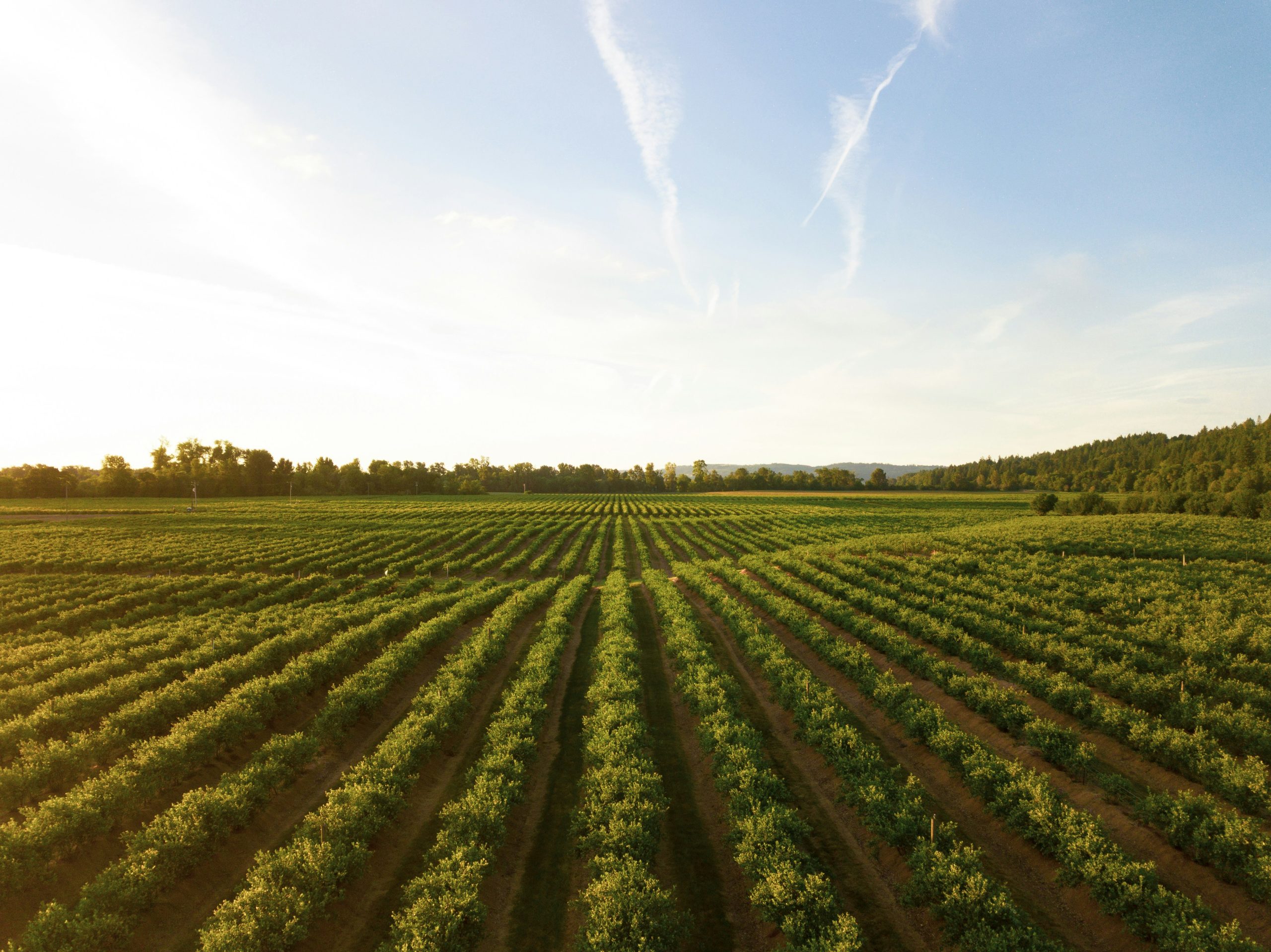 Rows of crops on a Manitoba farm field at golden hour, representing agricultural land.