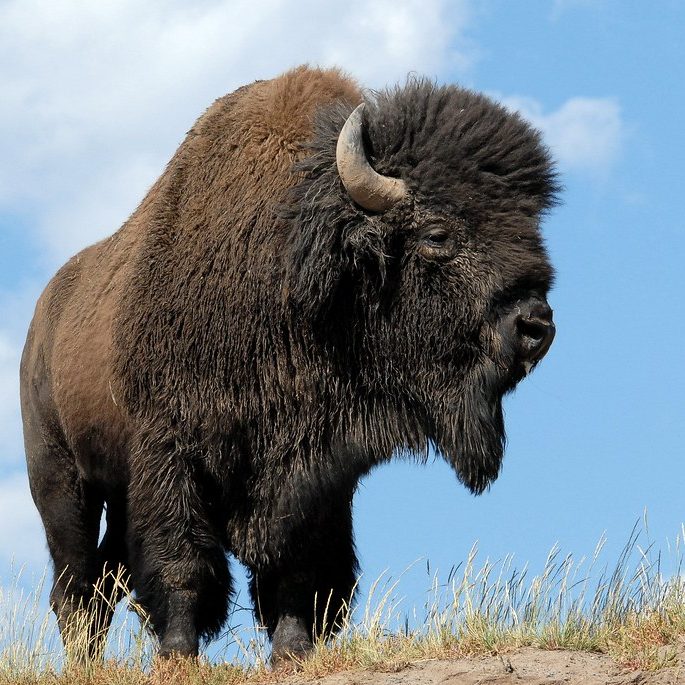 bison enclosure